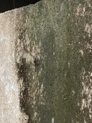 Bradinopyga geminata