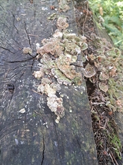 Trametes versicolor