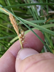 Carex aurea