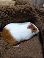 Cavia porcellus
