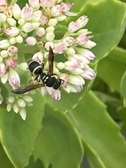 Ancistrocerus catskill