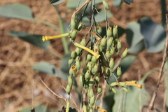 Nicotiana glauca