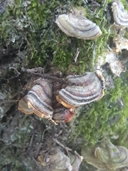 Trametes versicolor