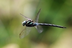 Aeshna crenata