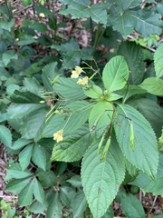 Impatiens parviflora