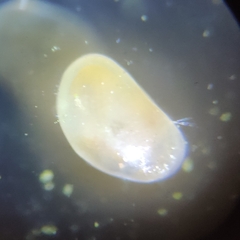 Ostracoda