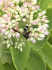 Ancistrocerus catskill