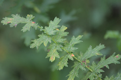 Filipendula vulgaris