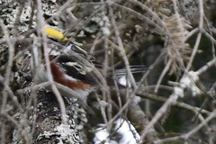Setophaga pensylvanica