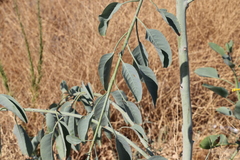 Nicotiana glauca