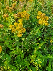Solidago rigida