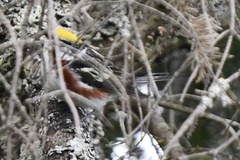 Setophaga pensylvanica