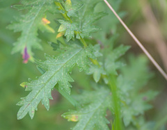 Filipendula vulgaris