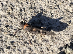 Trimerotropis fontana