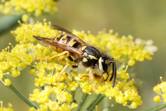 Dolichovespula