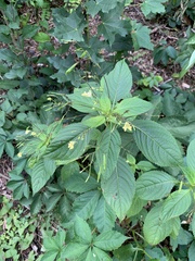 Impatiens parviflora