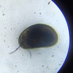 Ostracoda