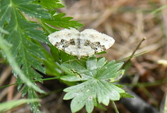 Xanthorhoe montanata