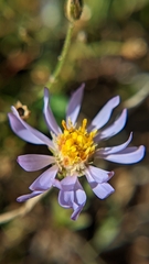 Symphyotrichum spathulatum