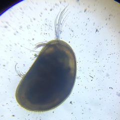 Ostracoda