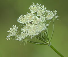 Apioideae