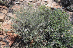 Helichrysum zeyheri