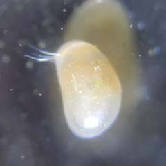 Ostracoda