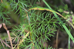 Apioideae