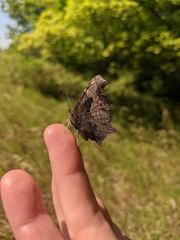 Polygonia progne