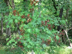 Neoprociphilus aceris