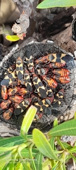 Oncopeltus unifasciatellus