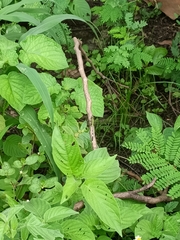 Orthetrum sabina