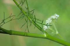Apioideae