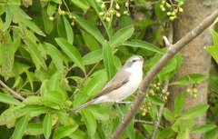 Curruca curruca