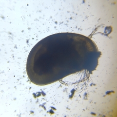 Ostracoda