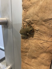 Hyla versicolor