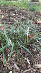 Liriope muscari