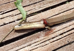 Ophisaurus ventralis