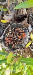 Oncopeltus unifasciatellus