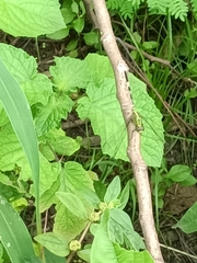 Orthetrum sabina