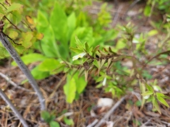 Melampyrum lineare