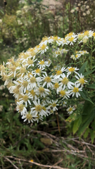 Doellingeria umbellata