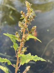 Amaranthus tuberculatus