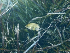 Diplodus annularis