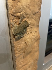 Hyla versicolor