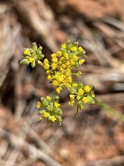 Cymopterus