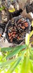 Oncopeltus unifasciatellus