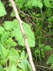 Orthetrum sabina