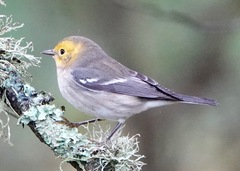 Setophaga occidentalis