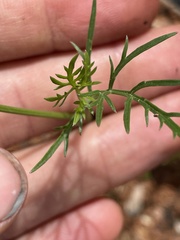 Cymopterus
